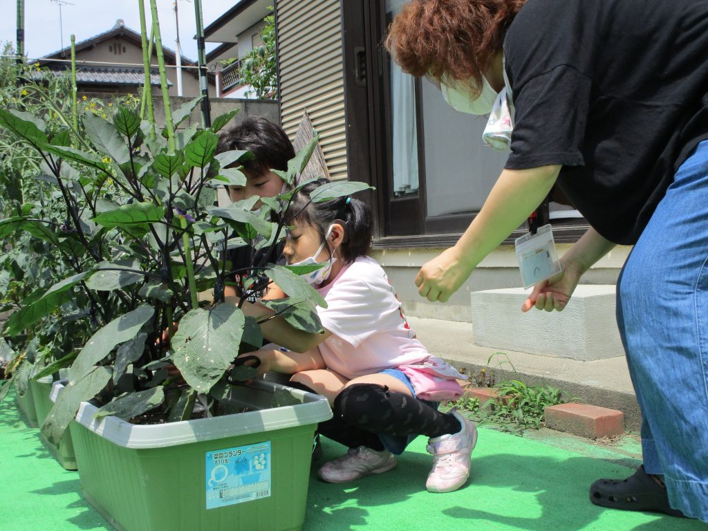 他のナスを切らないように…