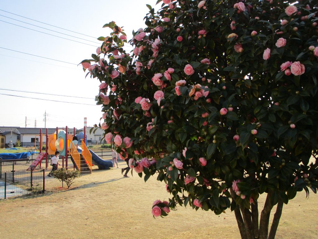 近くの公園の【春】🌺