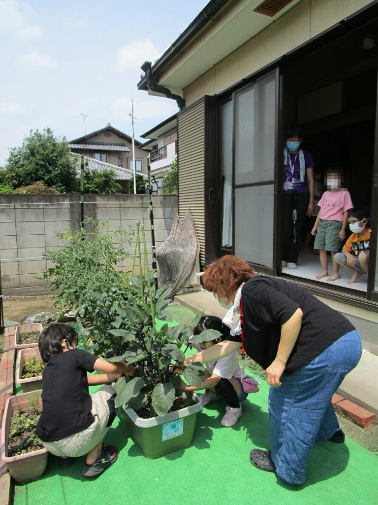 収穫できるナスはどこかな？