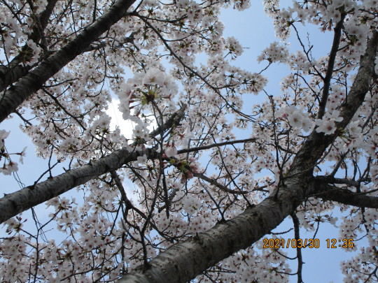 満開🌸